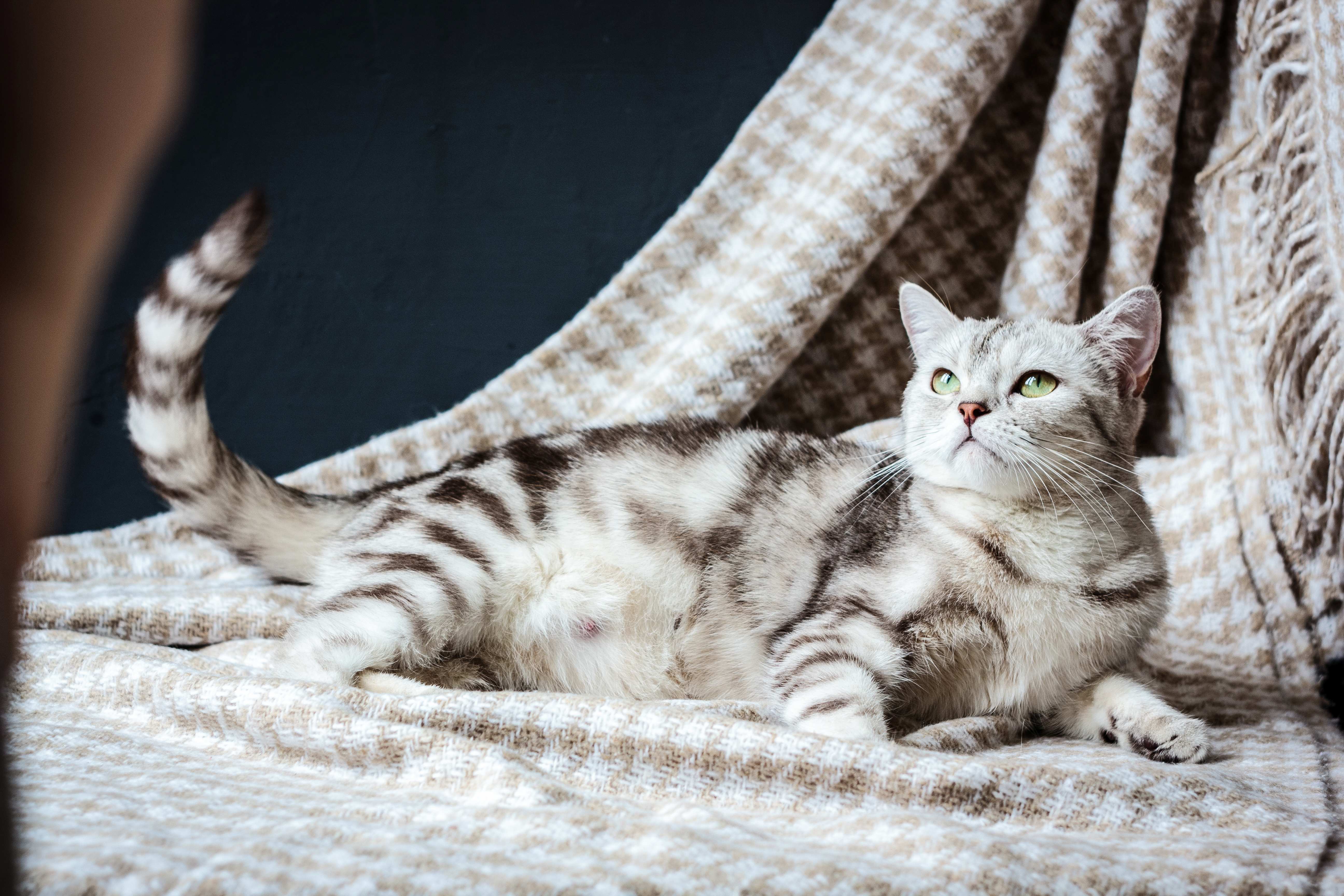 Katze und Schwangerschaft: Anzeichen, Warnsignale und Tipps