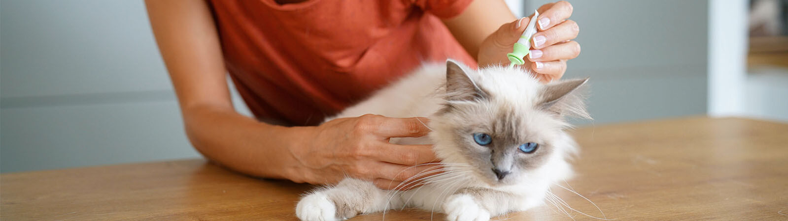 Eine Frau in einem orangefarbenen T-Shirt, die eine weiß-braune Katze auf Flöhe untersucht.