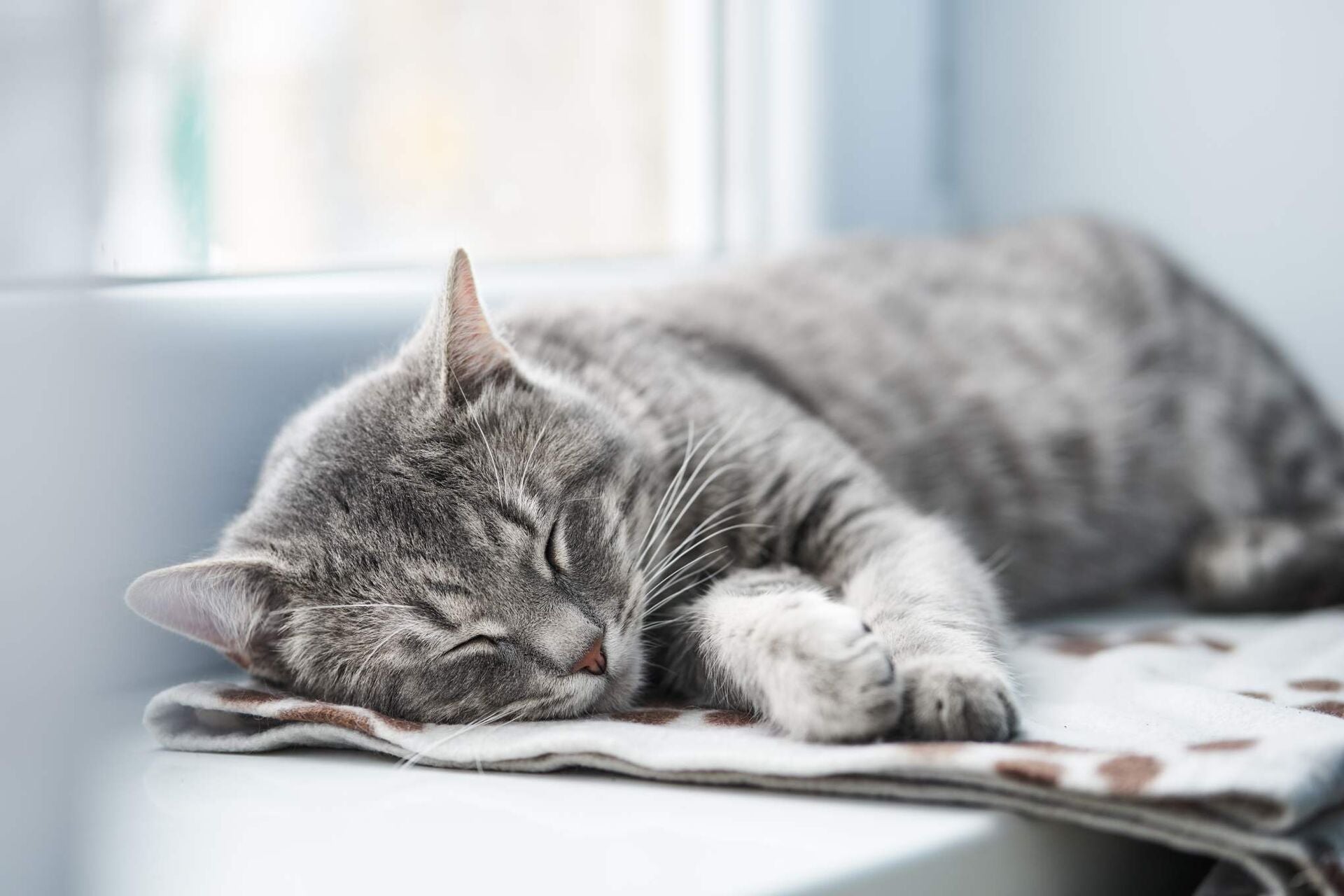 Eine grau getigerte Katze, die friedlich schläft. Sie liegt auf einem Kissen, im Hintergrund ist ein helles Fenster.