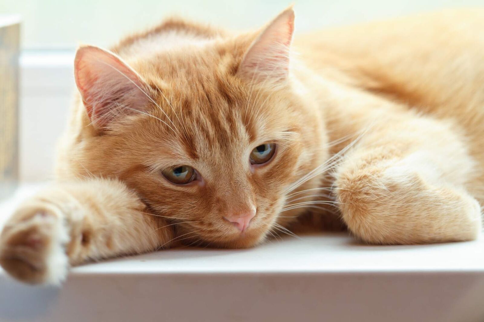 Eine gelb-orange Katze, die entspannt auf einer weißen Fläche liegt. Die Katze hat die Augen offen und scheint zu leiden.