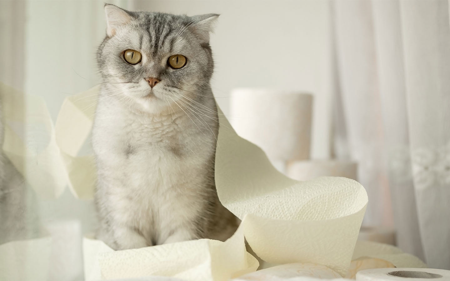 Eine grau-weiß gestreifte Katze sitzt inmitten mehrerer Rollen Toilettenpapier. Sie schaut direkt in die Kamera und scheint neugierig zu sein.
