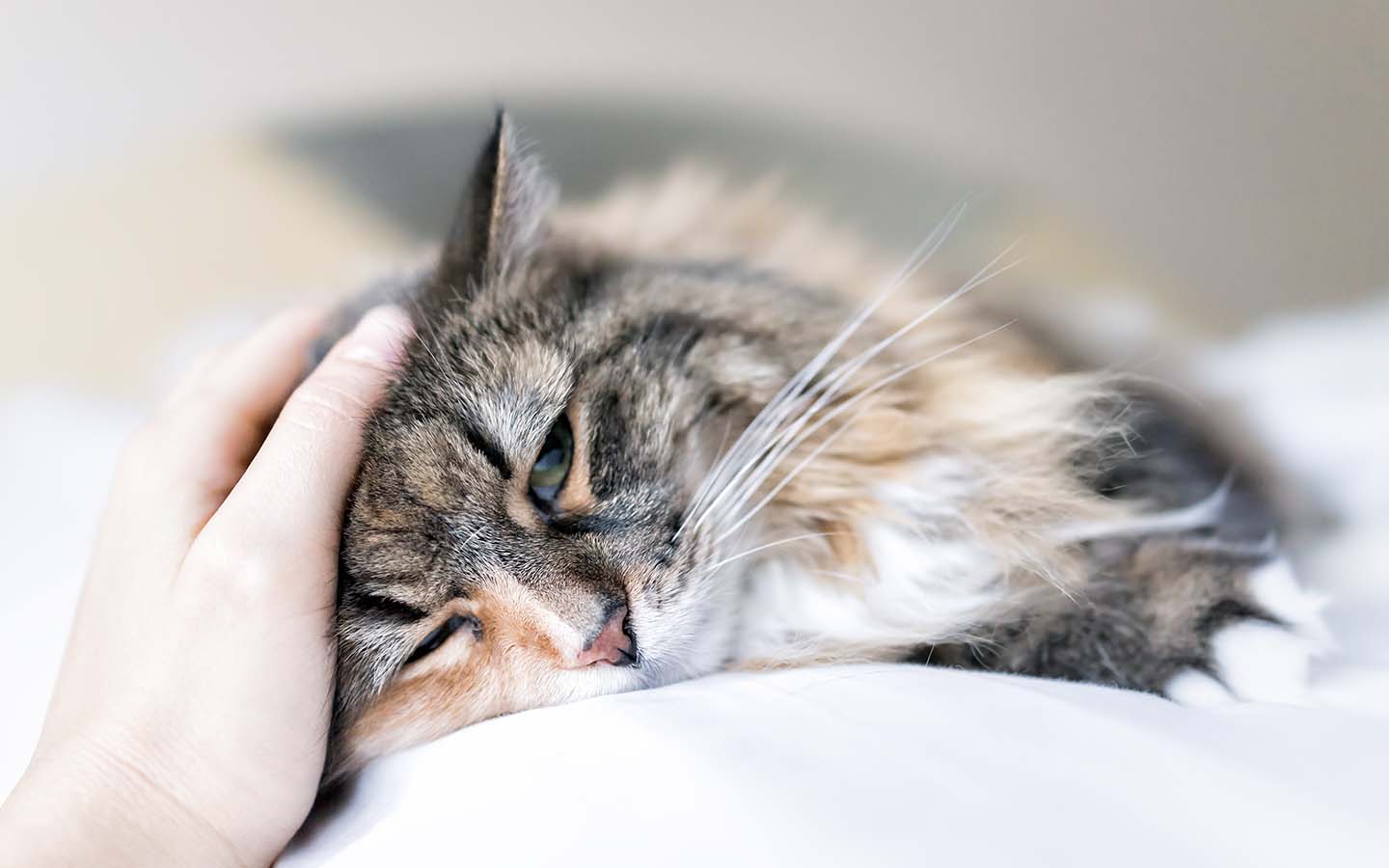 Fieber bei Katzen: Ursachen und Behandlung | KATTOVIT