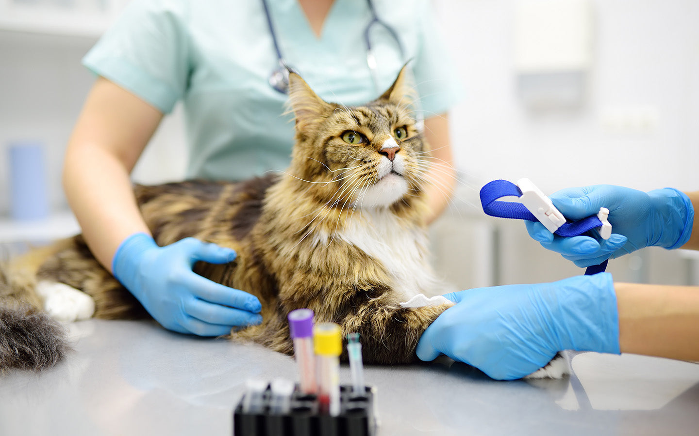 Eine Katze wird von zwei Personen in blauen Handschuhen untersucht. Eine Person hält die Katze fest, während die andere einen Scanner an ihren Kopf hält.