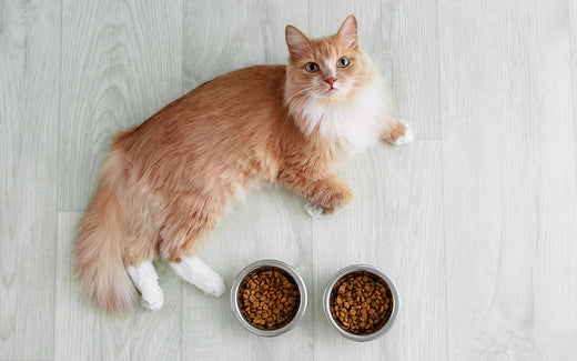 Eine rot-weiße Katze, die auf einem hellen Fußboden sitzt. Vor ihr stehen zwei Schalen mit Katzenfutter.