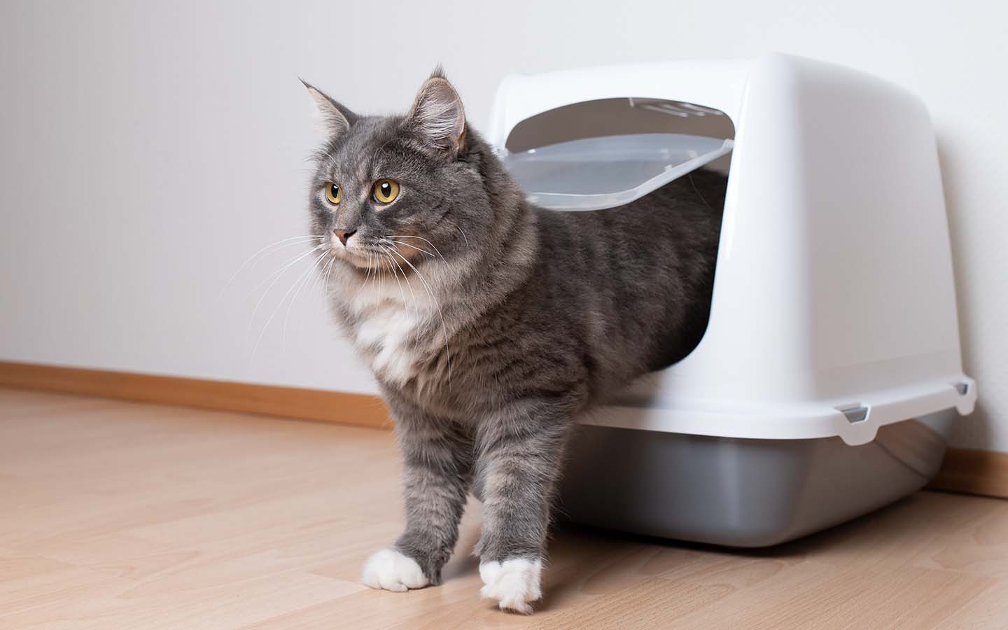 Grau-weiße Katze verlässt weiße Katzentoilette auf hellem Holzboden vor weißer Wand.