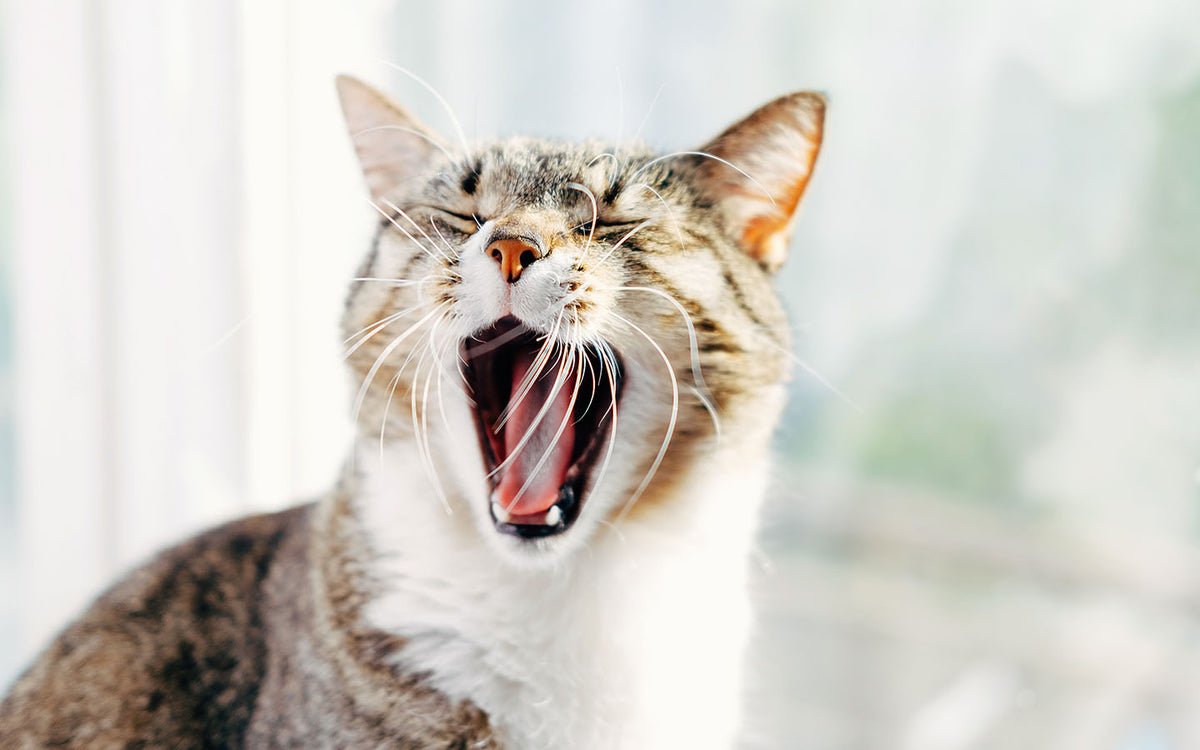 Eine Katze mit dem Maul weit geöffnet, als würde sie gähnen oder miauen.