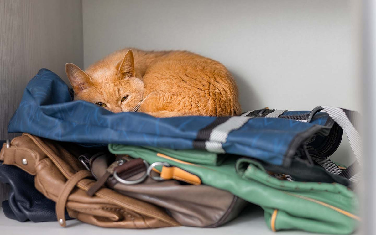 Eine orange, zusammengerollte Katze zurückgezogen in einem Schrank.