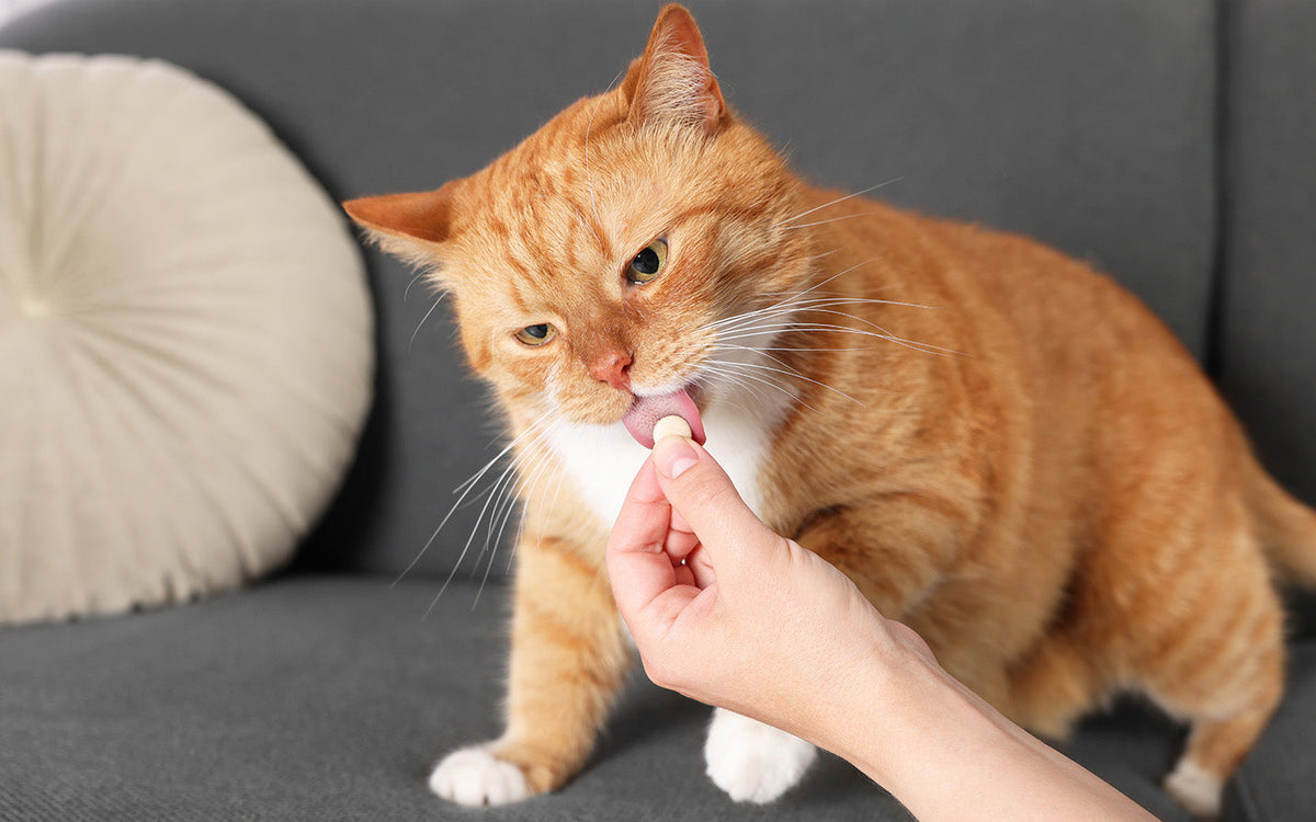 Eine orangefarbene Katze liegt auf einem Sofa und nimmt eine Tablette aus einer Hand.