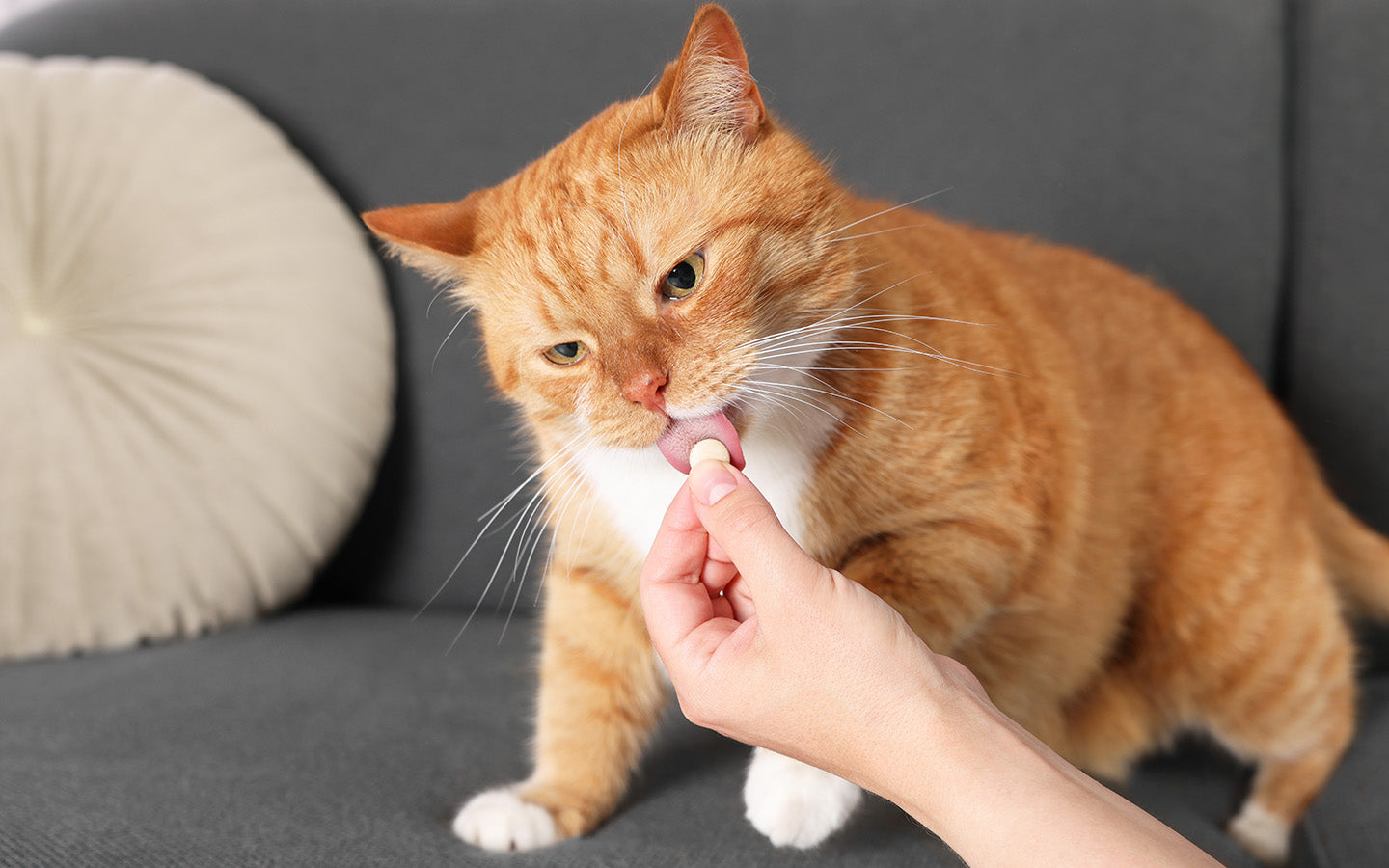 Eine orangefarbene Katze liegt auf einem Sofa und nimmt eine Tablette aus einer Hand.