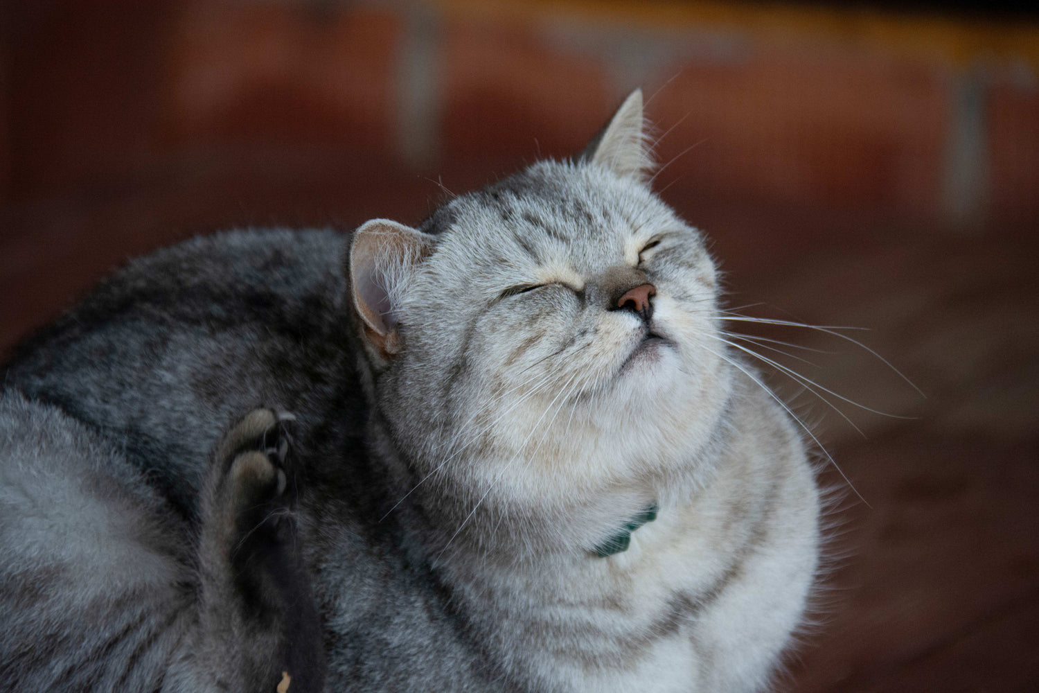 Eine graue Katze kratzt sich am Ohr und hat die Augen geschlossen.