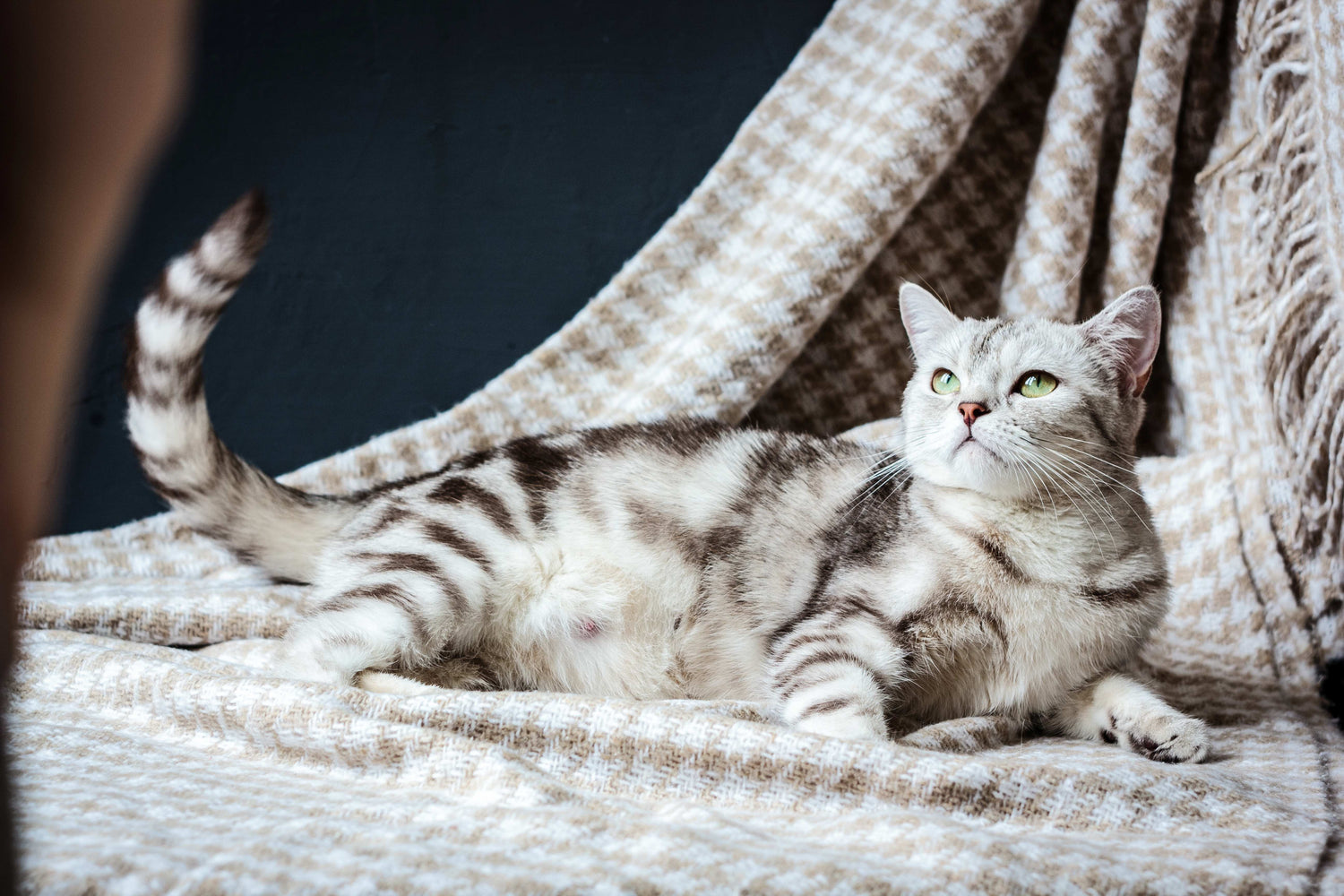 Grau gestreifte, schwangere Katze liegt auf einer braunen Decke.