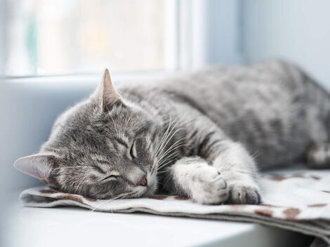 Eine grau getigerte Katze, die friedlich schläft. Sie liegt auf einem Kissen, im Hintergrund ist ein helles Fenster.