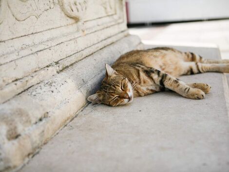 Gestreifte Katze liegt im Schatten neben einer Mauer.