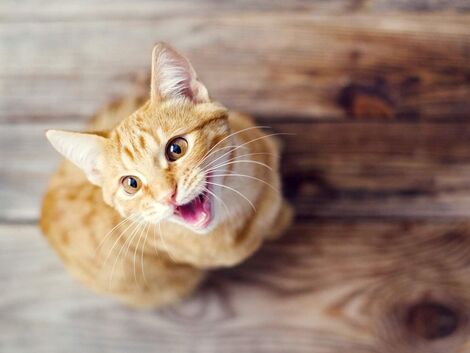 Eine orange Katze, die direkt in die Kamera schaut und miaut.