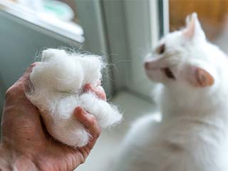Eine Hand hält eine große Menge weißer Katzenhaare, die wie ein Fellknäuel aussehen. Daneben sitzt eine weiße Katze, die die Hand mit dem Haarballen anschaut.