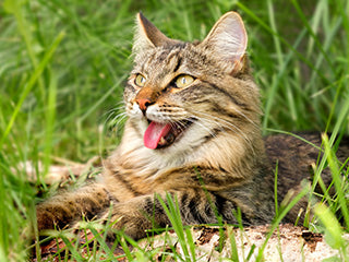 Katze liegt im Gras und hechelt beim Atmen.