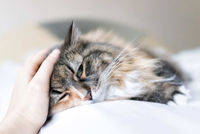 Grau getigerte, langhaarige Katze wird gestreichelt und wirkt fiebrig.