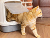 Eine getigerte, orangefarbene Katze, die aus einer modernen, offenen Katzentoilette herauskommt.