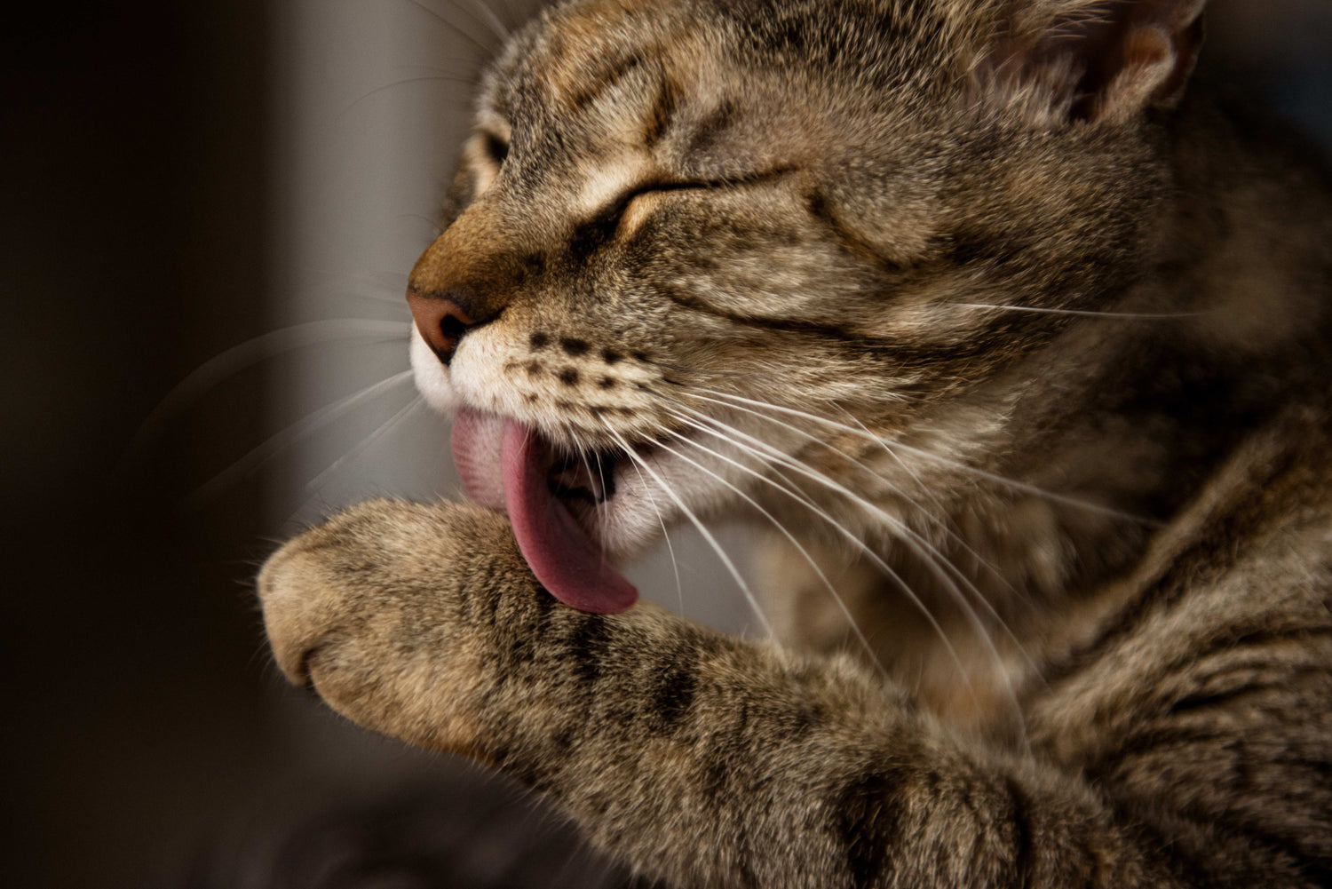 Gestreifte Katze putzt sich das Fell mit der Zunge.