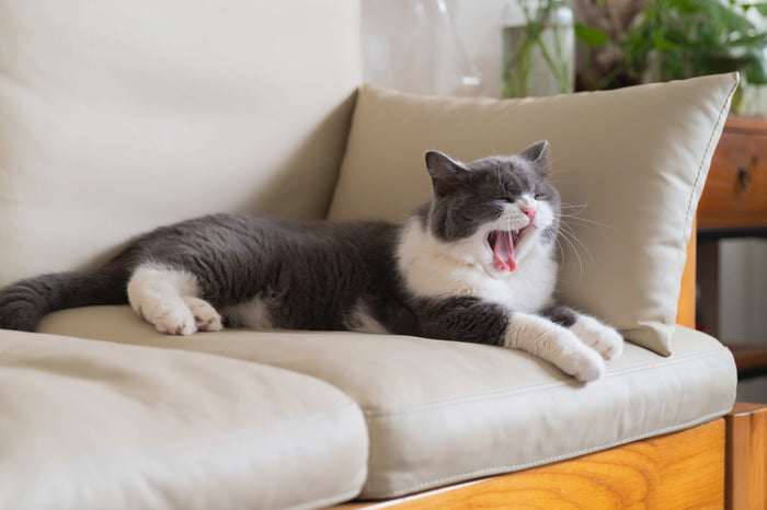 Auf einem hellen Sofa liegt eine grau-weiße Katze und gähnt. Im Hintergrund sind Pflanzen und ein Holzmöbelstück.