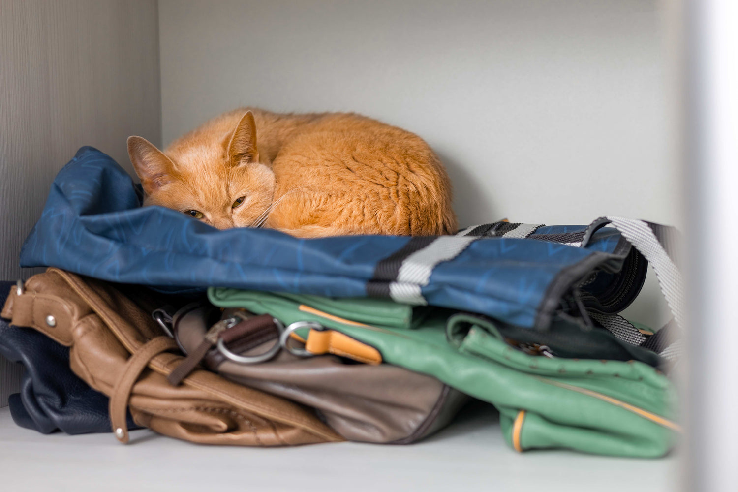 Eine orange, zusammengerollte Katze zurückgezogen in einem Schrank.