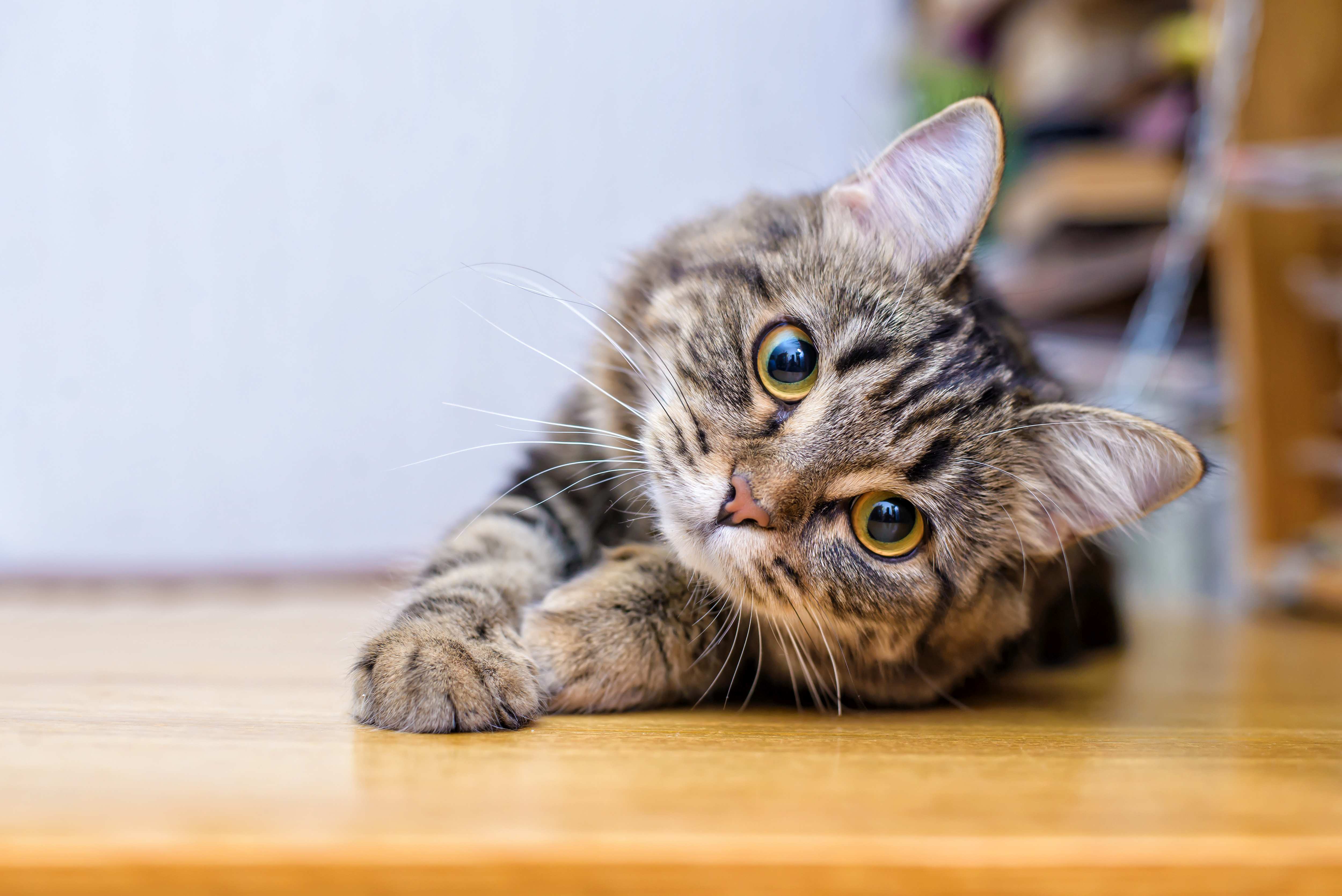 Nickhautvorfall bei Katzen