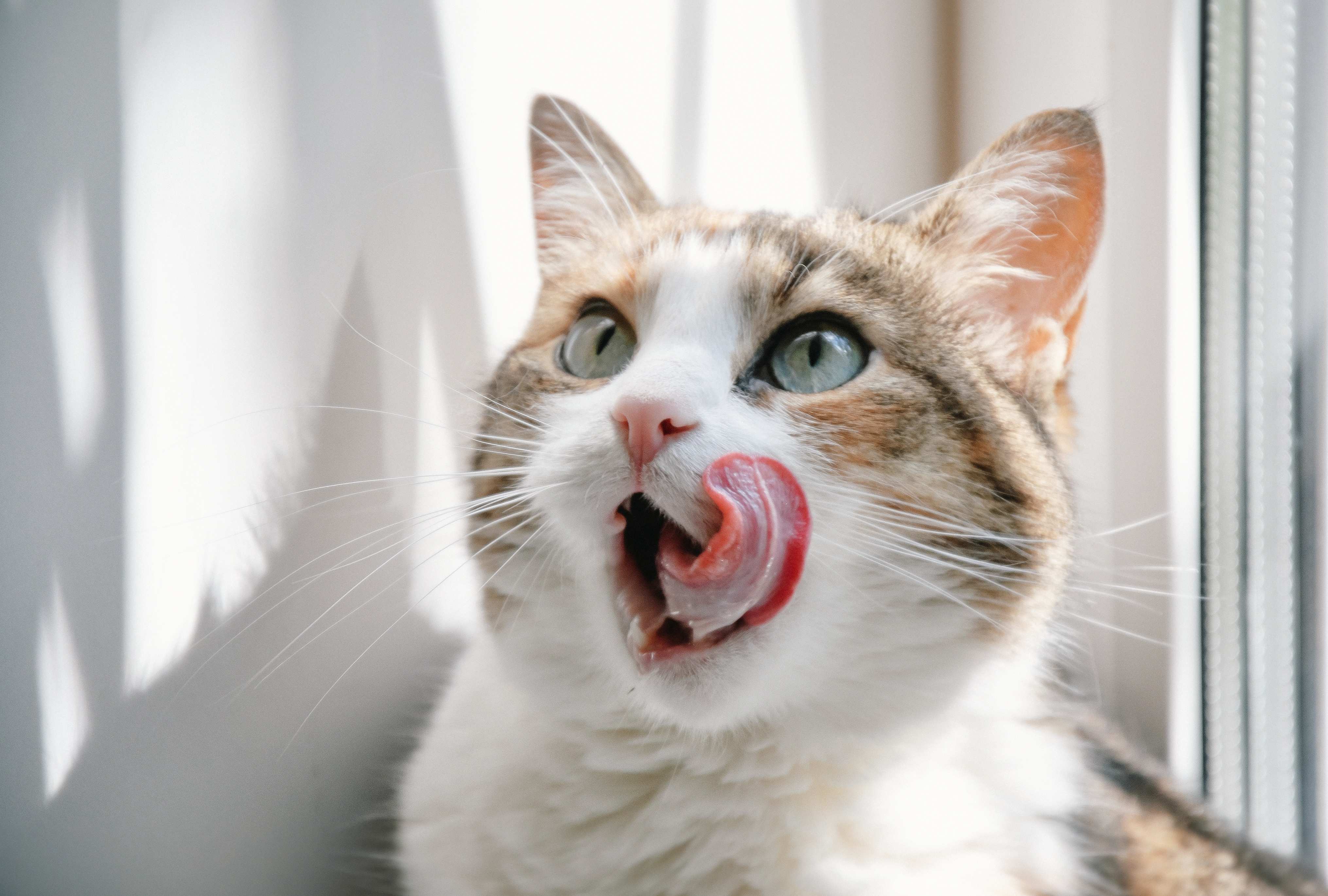 Katze sabbert – Ursachen, Tipps & Wissenswertes