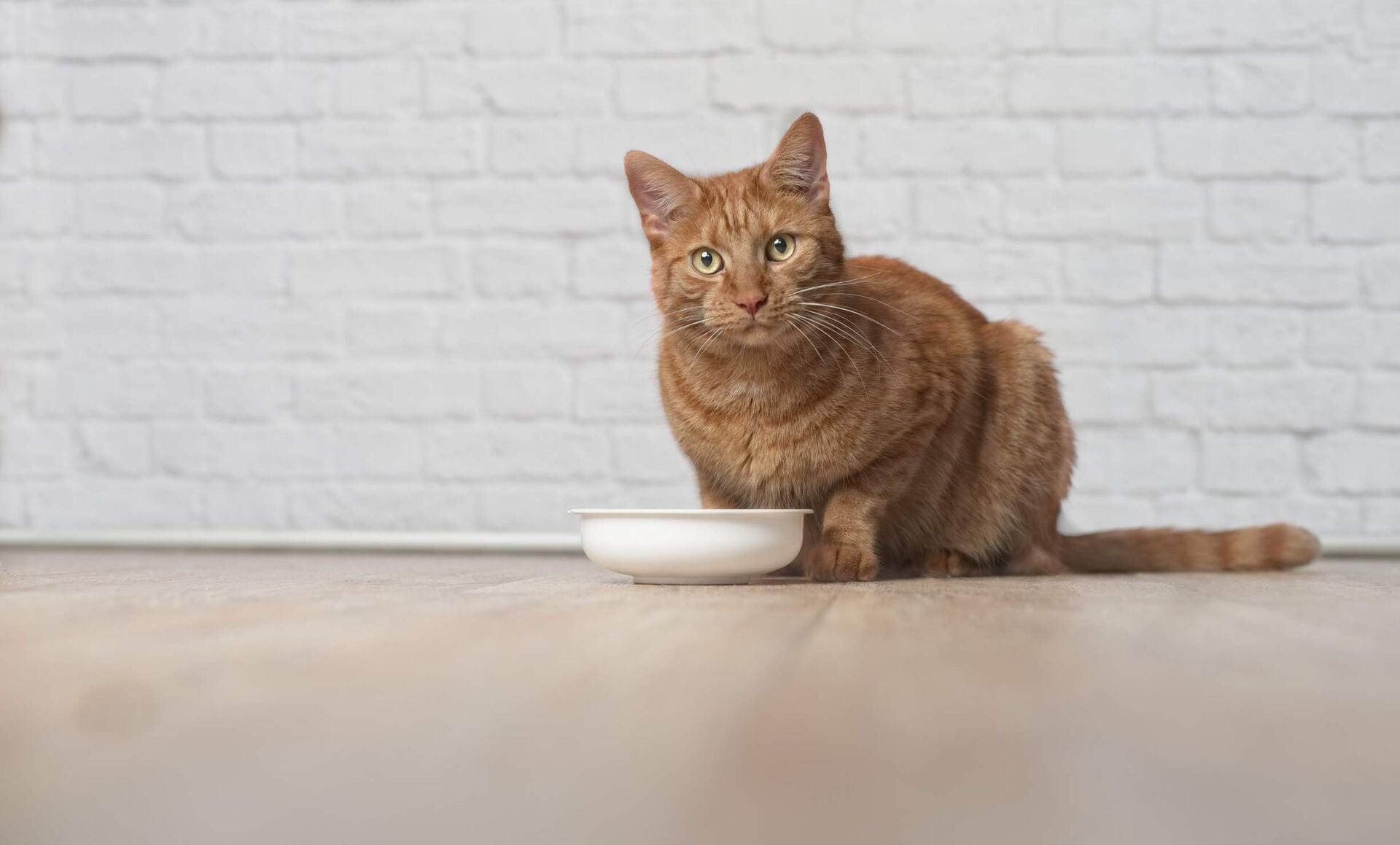 Eine rotbraune Katze mit grünen Augen, die auf einem Holzboden sitzt. Vor der Katze steht eine weiße Schüssel, die leer zu sein scheint.