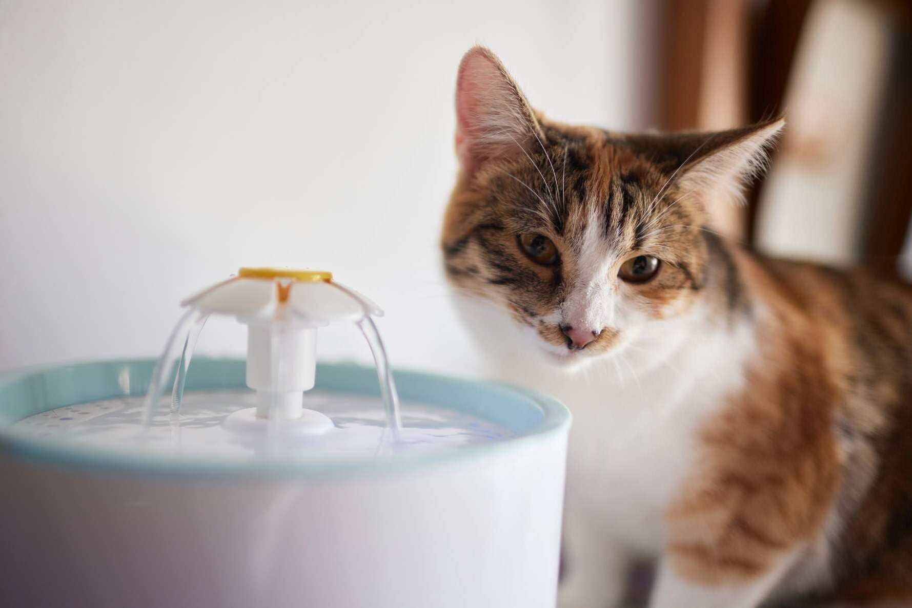 Eine Katze mit weiß-braunem Fell, die vor einem Trinkbrunnen steht, jedoch nicht trinkt.