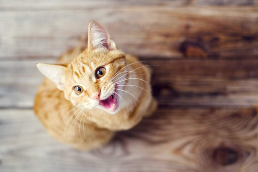 Eine orange Katze, die direkt in die Kamera schaut und miaut.