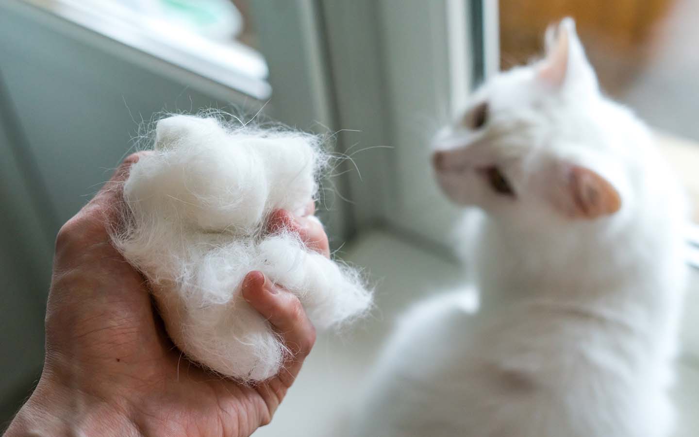Eine Hand hält eine große Menge weißer Katzenhaare, die wie ein Fellknäuel aussehen. Daneben sitzt eine weiße Katze, die die Hand mit dem Haarballen anschaut.