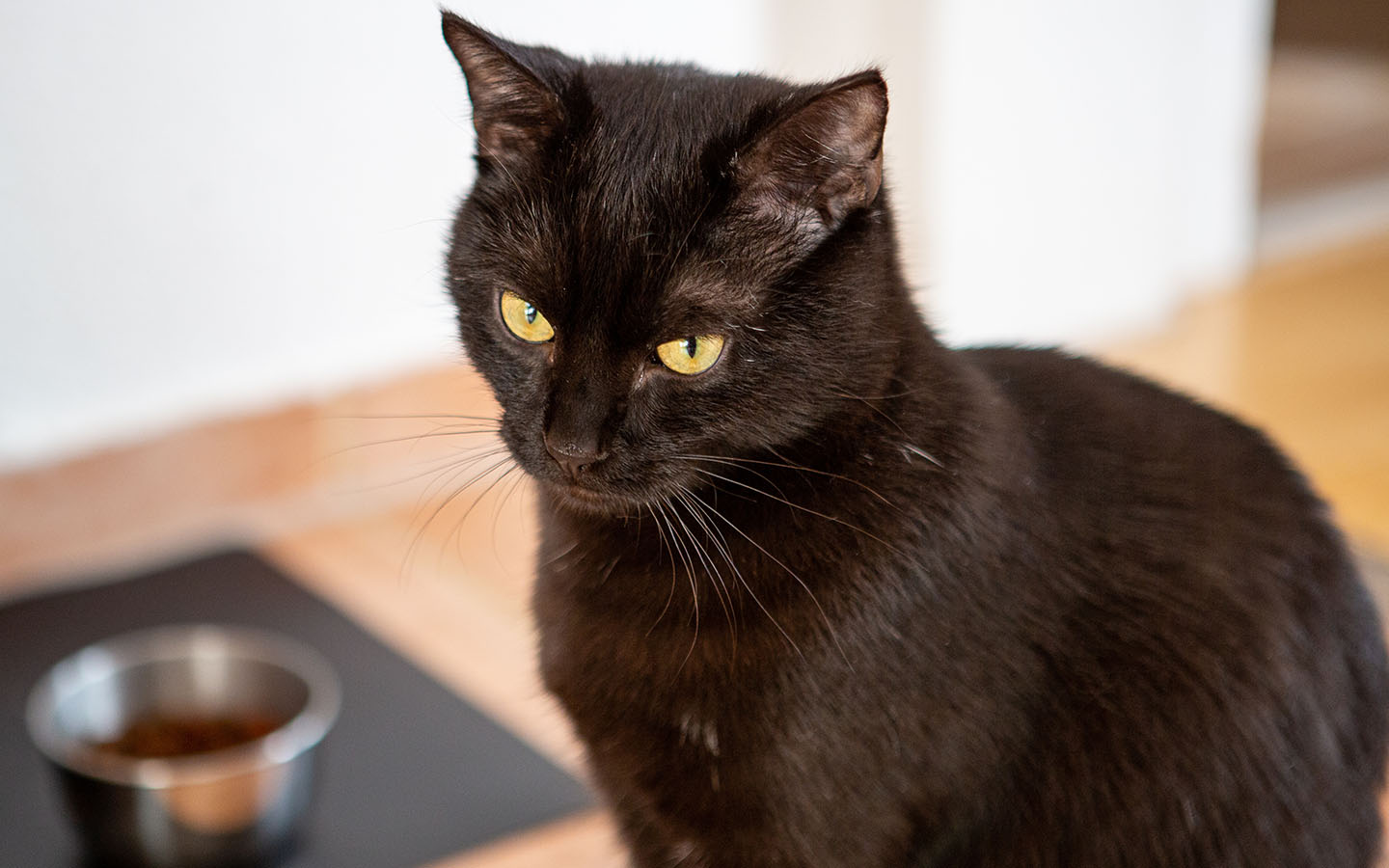 Eine schwarze Katze mit gelben Augen, die in die Kamera blickt. Neben ihr steht ein Metallnapf auf einem Holzboden.