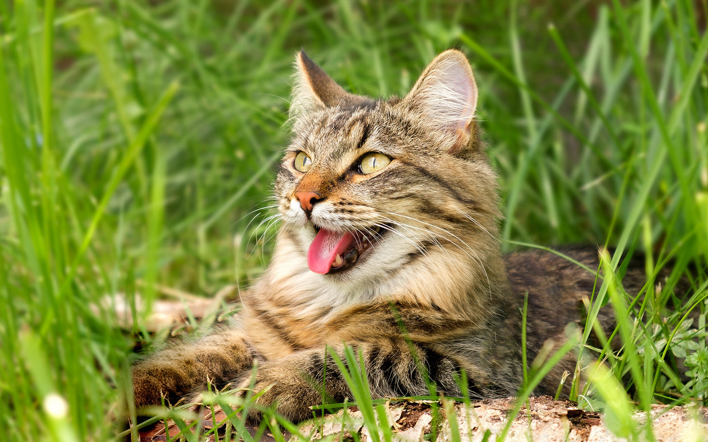 Katze liegt im Gras und hechelt beim Atmen.