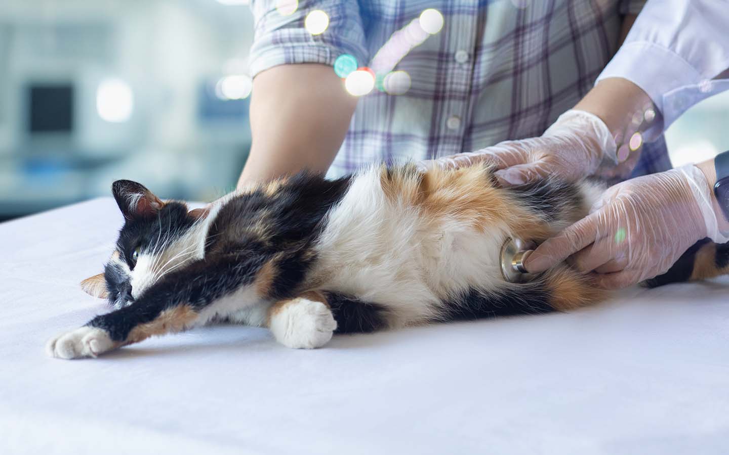 Eine Katze mit schwarz-weiß-braunem Fell liegt auf dem Rücken auf einem Tisch. Eine Person in Handschuhen hört den Bauch der Katze ab.
