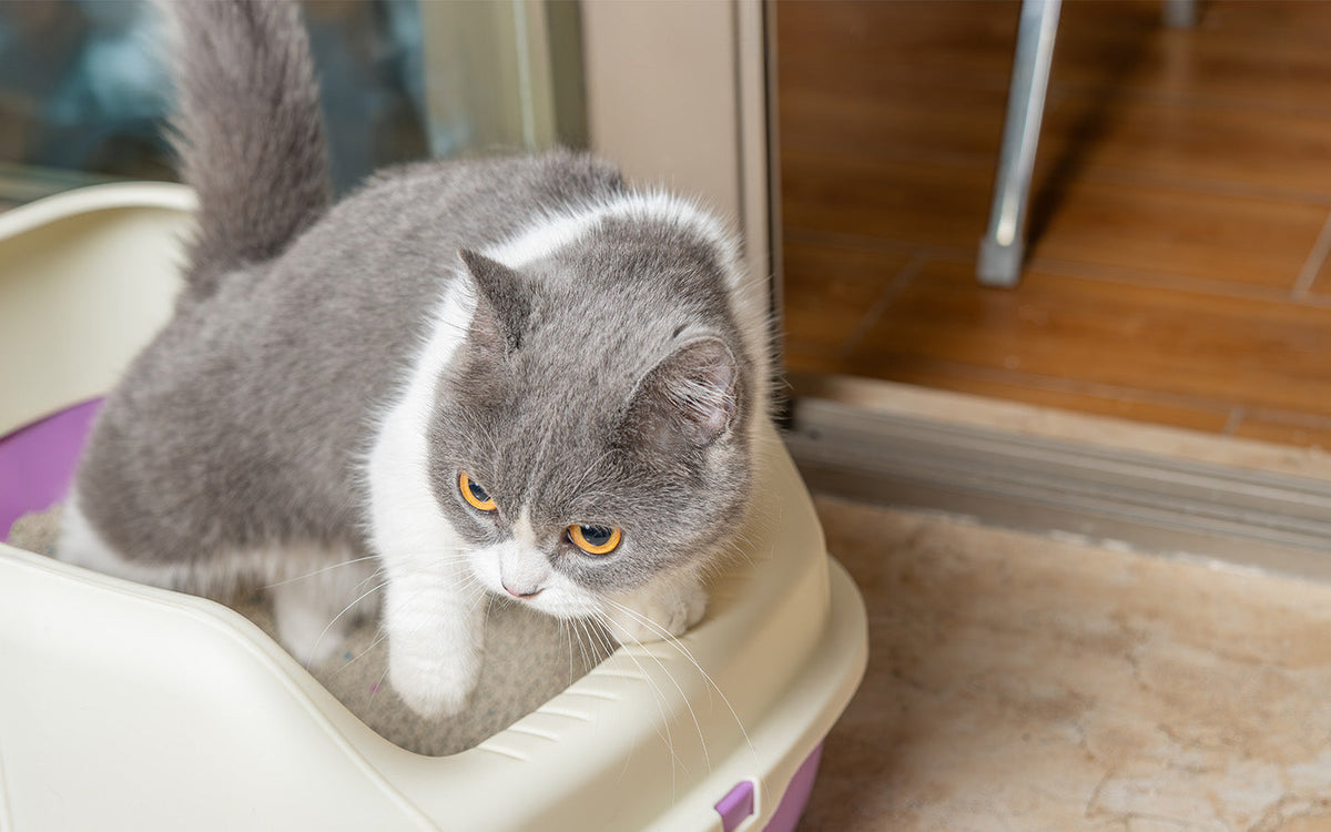Eine grau-weiße Katze sitzt in einer weißen Katzentoilette. Die Katze hat große, runde Augen und ist im Vordergrund.