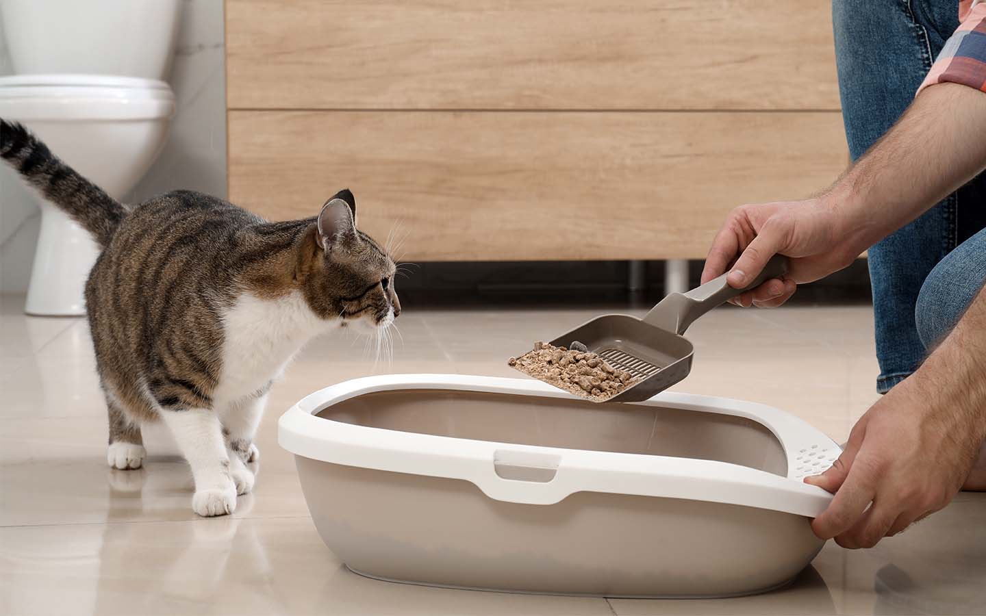 Katze im Bad beobachtet Reinigung der Katzentoilette mit Streuschaufel.
