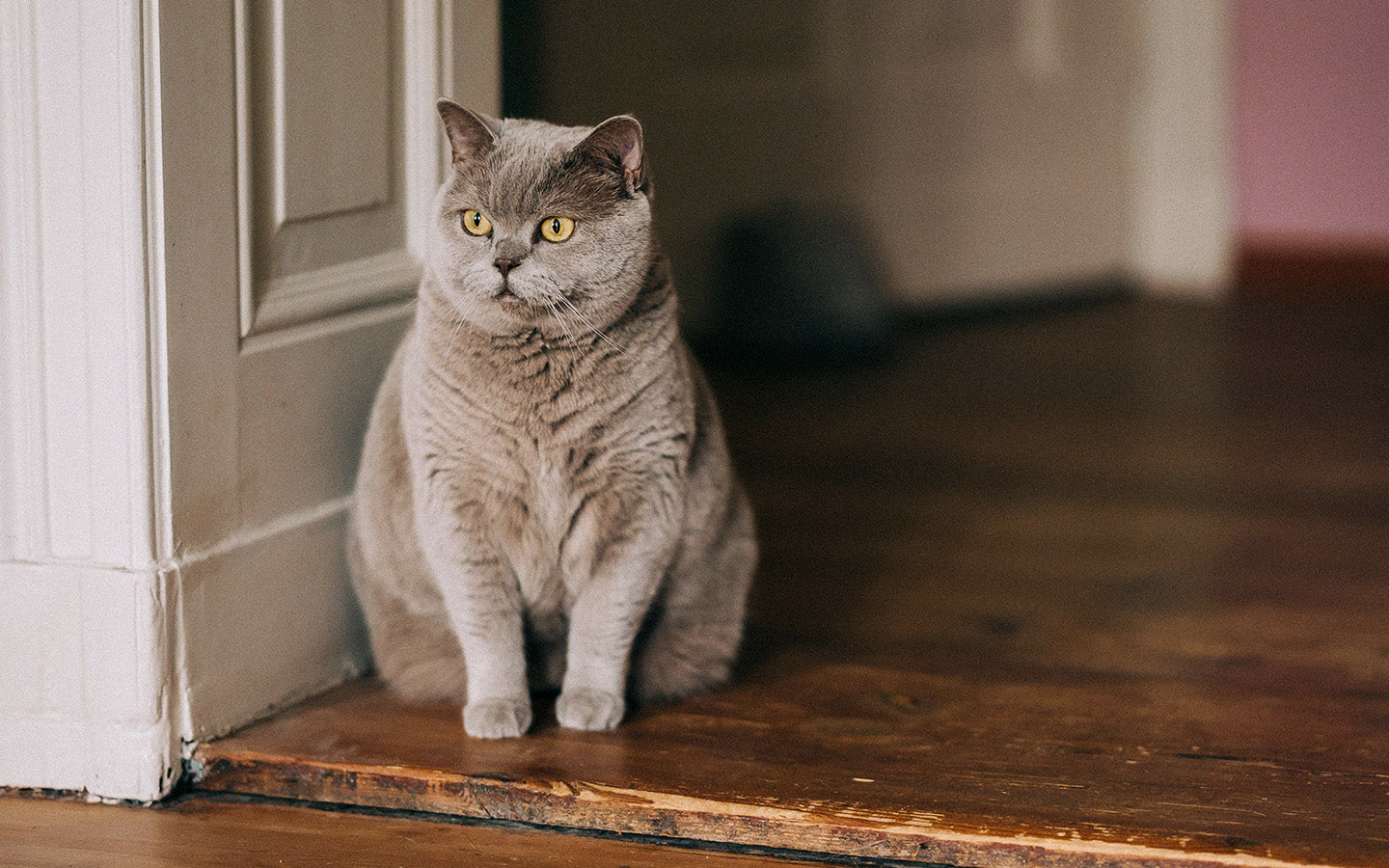 Diabetes bei Katzen