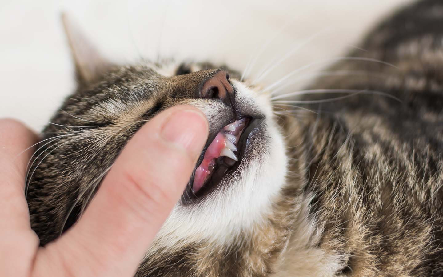 Gestromte Katze mit geöffnetem Maul, menschliche Hand zeigt Zähne und Rachen sanft.
