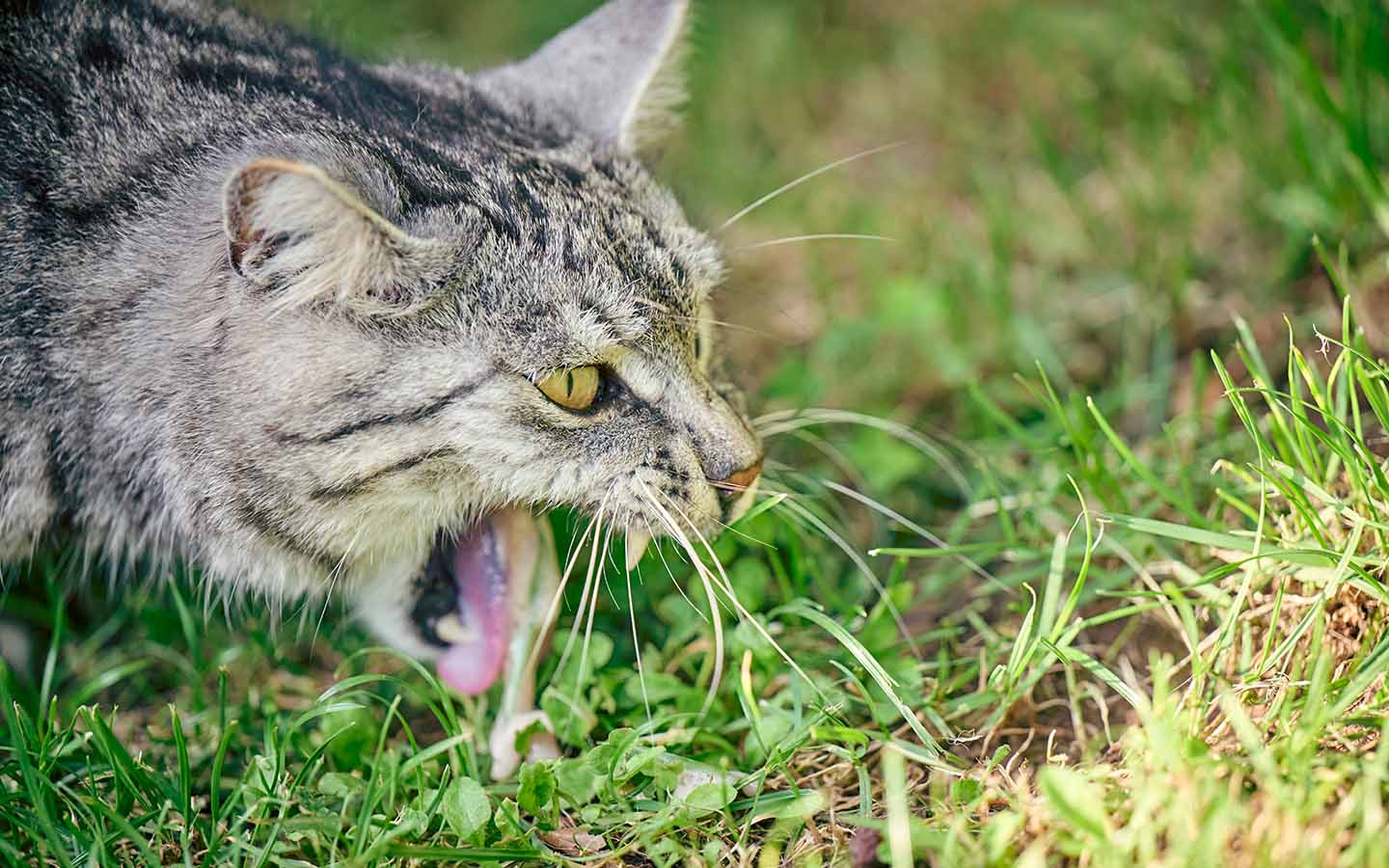 Eine graue Katze erbricht sich im Gras.