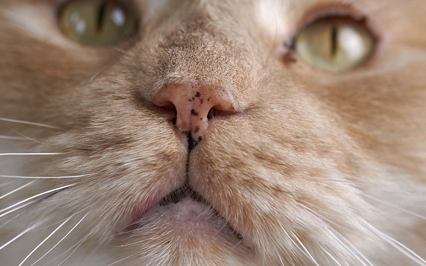 Das Gesicht einer Katze in Nahaufnahme. Die Katze hat große, grüne Augen und eine feuchte, rosa Nase mit einigen schwarzen Flecken darauf.