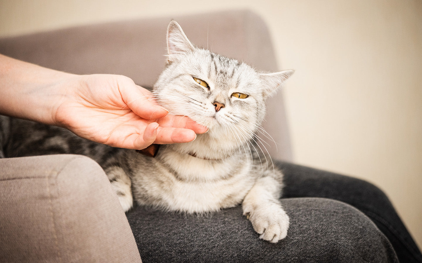 Graue Katze wird am Hals gestreichelt, liegt auf dem Sofa.