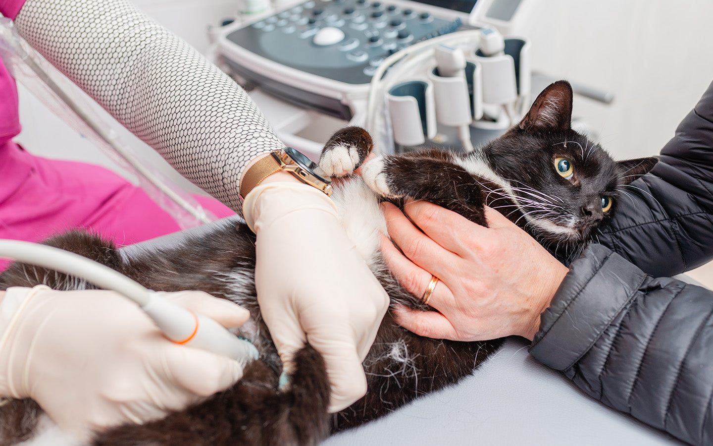 Magenschleimhautentzündung bei Katzen