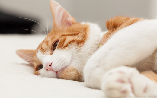 Eine orange-weiße Katze liegt entspannt auf einer weißen Fläche. Die Katze hat die Augen geschlossen und wirkt ruhig.