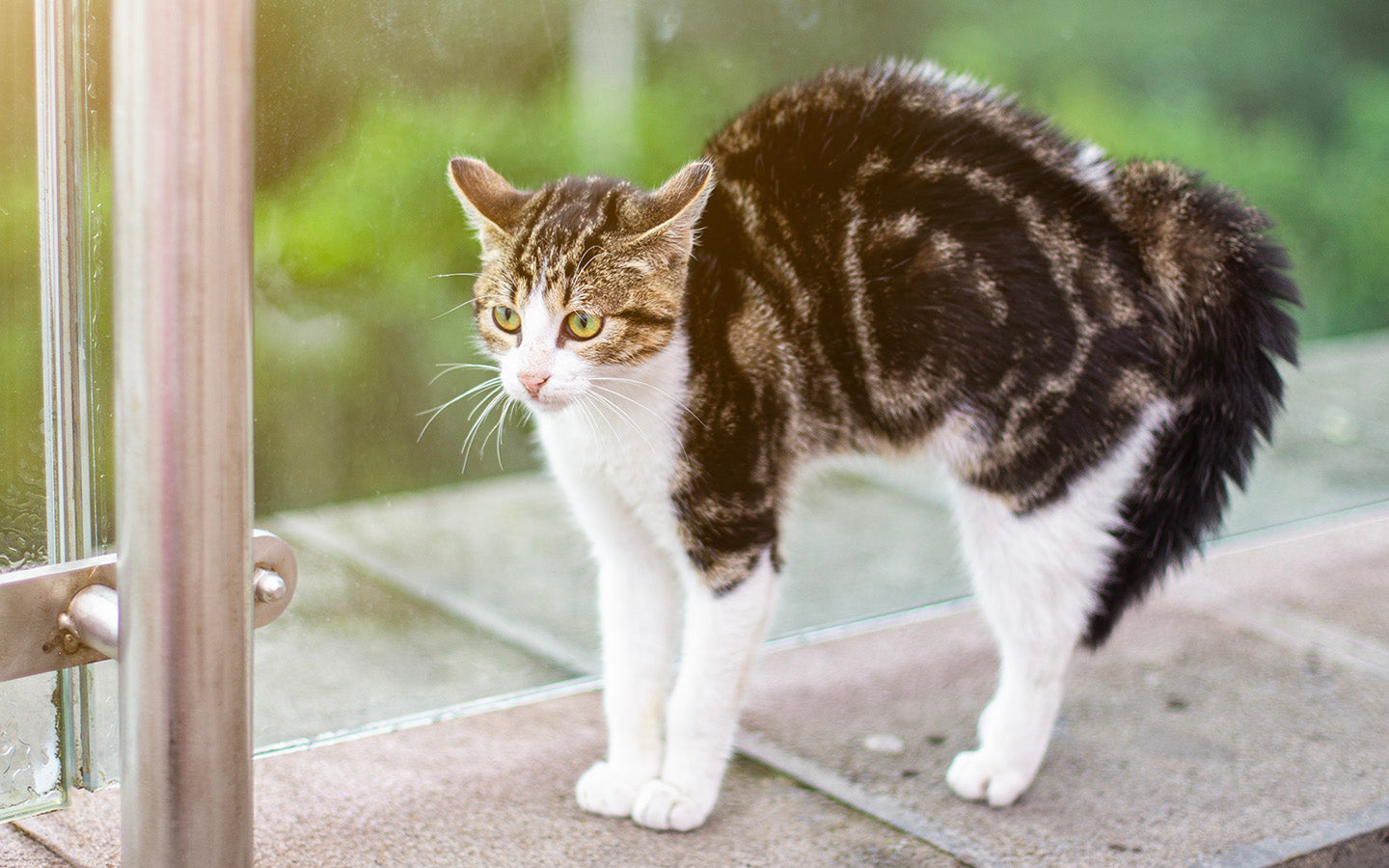 Eine getigerte Katze mit weißen Beinen und Bauch steht auf einer Schwelle und macht einen Buckel.