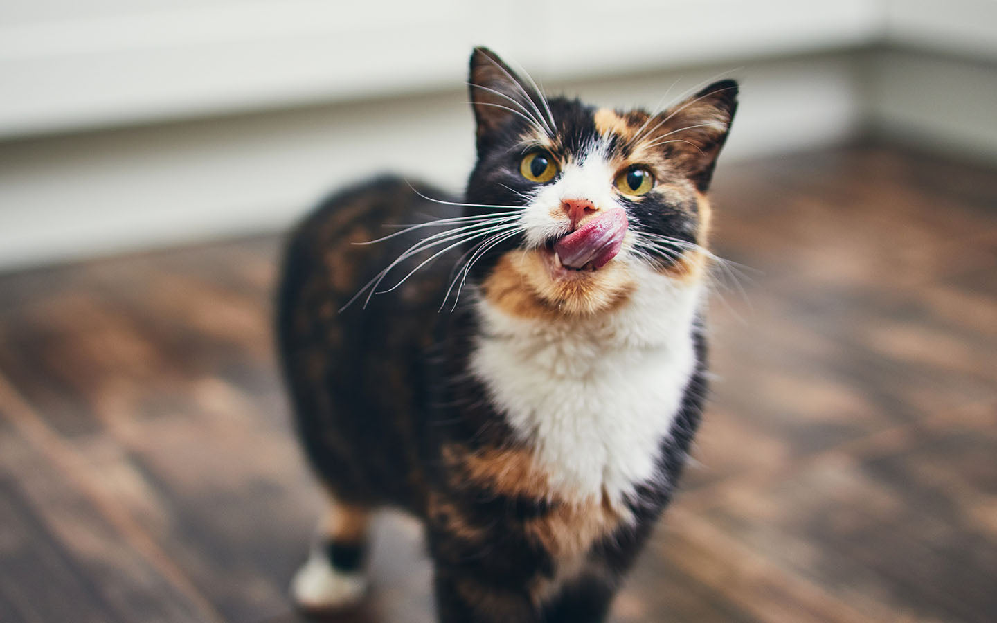 Katze schmatzt: was die Geräusche bedeuten