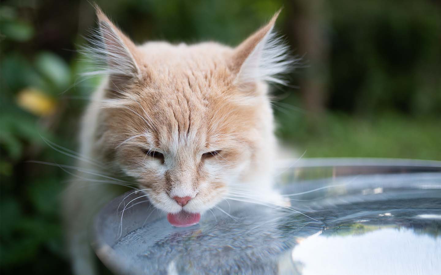 Katze trinkt viel