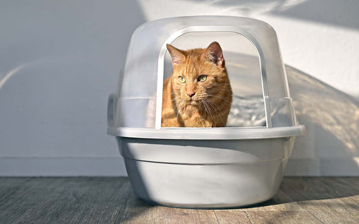 Eine orangefarbene Katze schaut aus einer weißen Katzentoilette heraus. Die Toilette steht auf einem Holzboden vor einer hellblauen Wand.