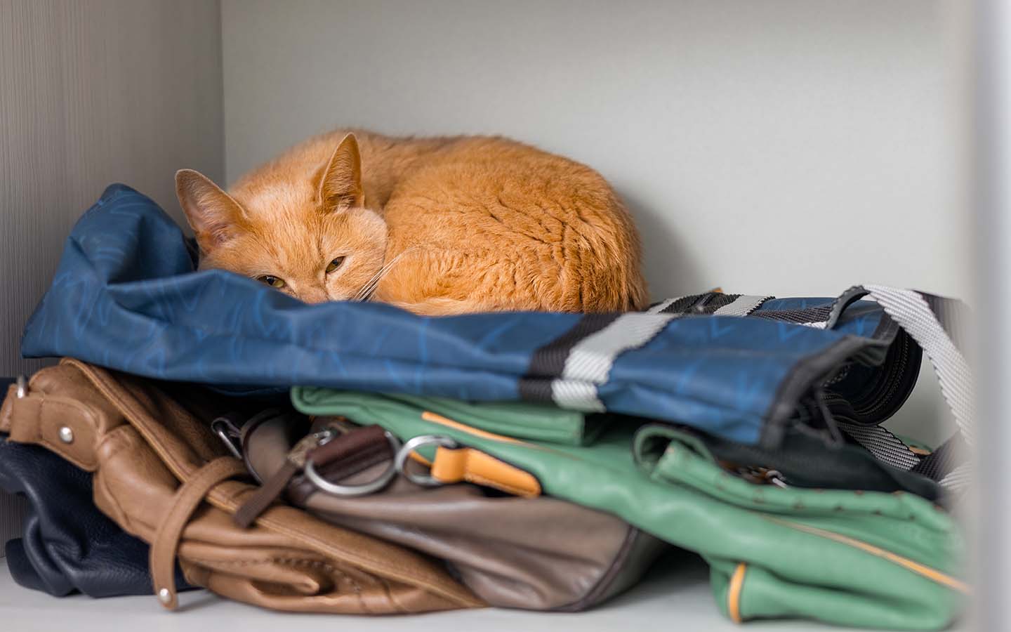 Eine orange, zusammengerollte Katze zurückgezogen in einem Schrank.