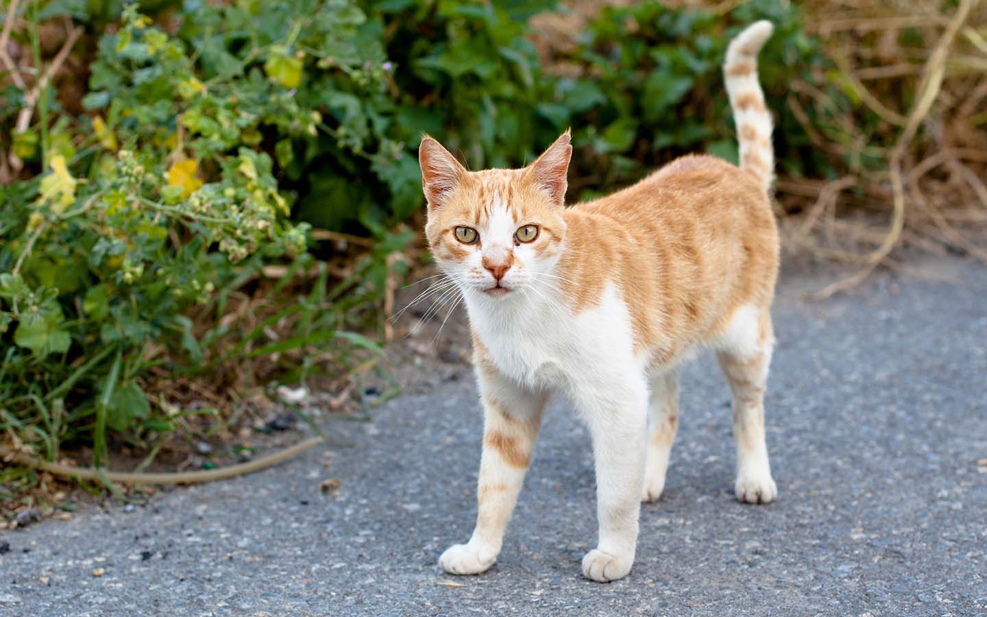 Eine getigerte, sehr dünne Katze mit hellbraunem und weißem Fell.