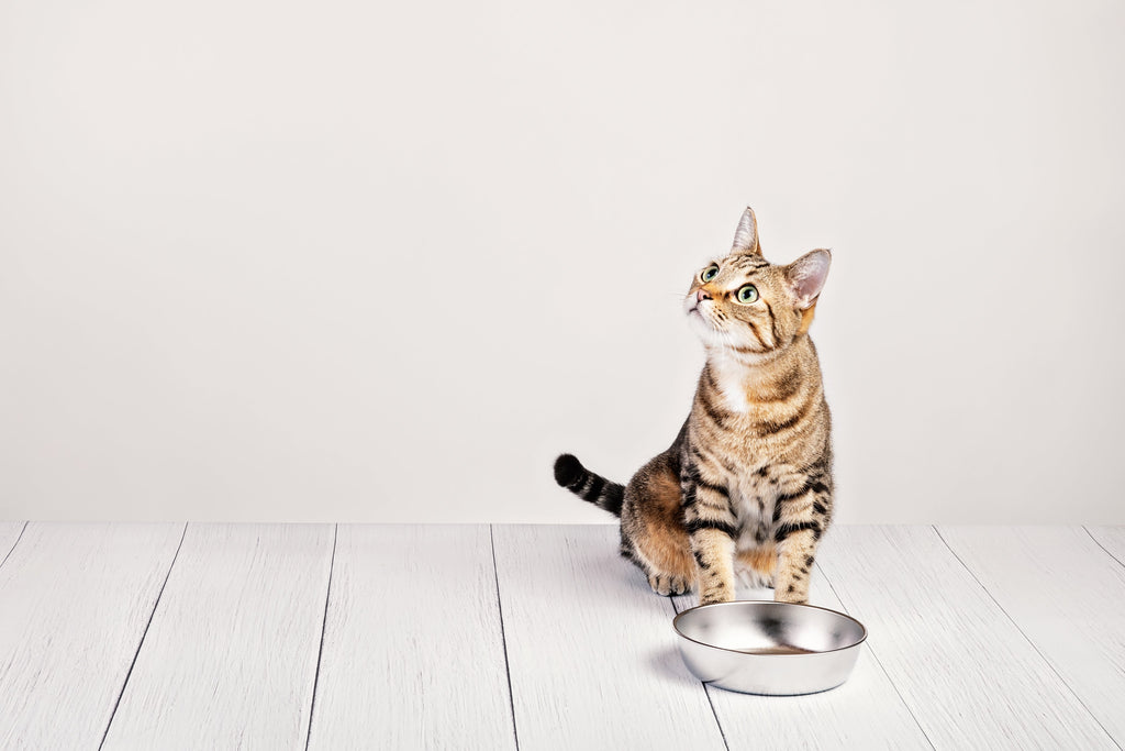 Wie oft Katze fttern? Tipps zu Futtermenge & Mahlzeiten